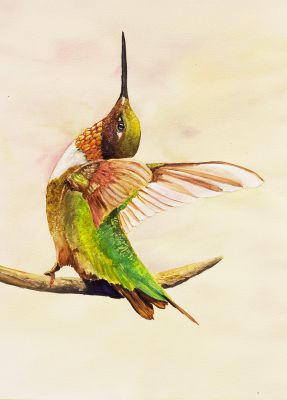 100-229 Wine throated hummingbird